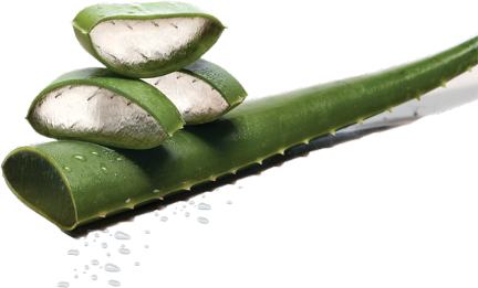 Do you have any skin problems? Why not get benefits from aloe Vera? – Haley Nutrition