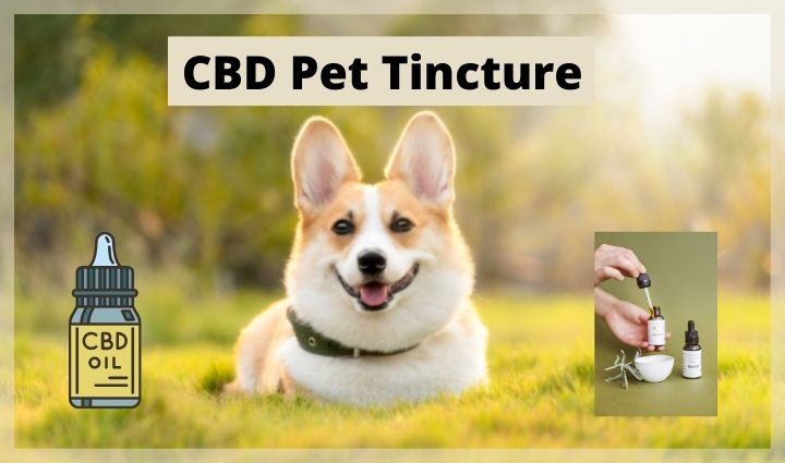 How Long Does CBD Pet Tincture Take To Work On Dogs?