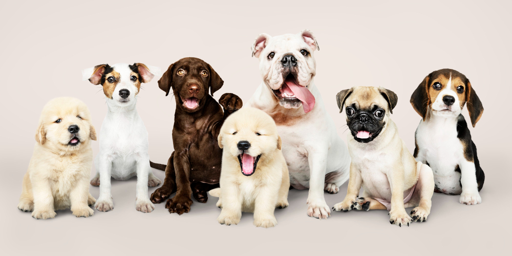 9 Dog Breeds Best for Your Families - Well Articles