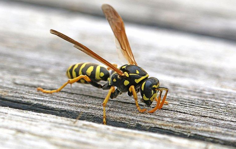 3 Common Commercial Facilities That Attract Wasps – What You Must Do?