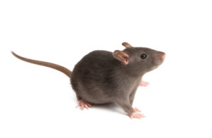 Rat Removal Burwood | Rat, Rodent Control Burwood