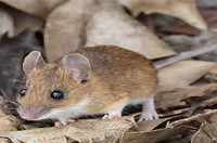 Rat Removal Doncaster | Rat Pest, Rodent Control Doncaster