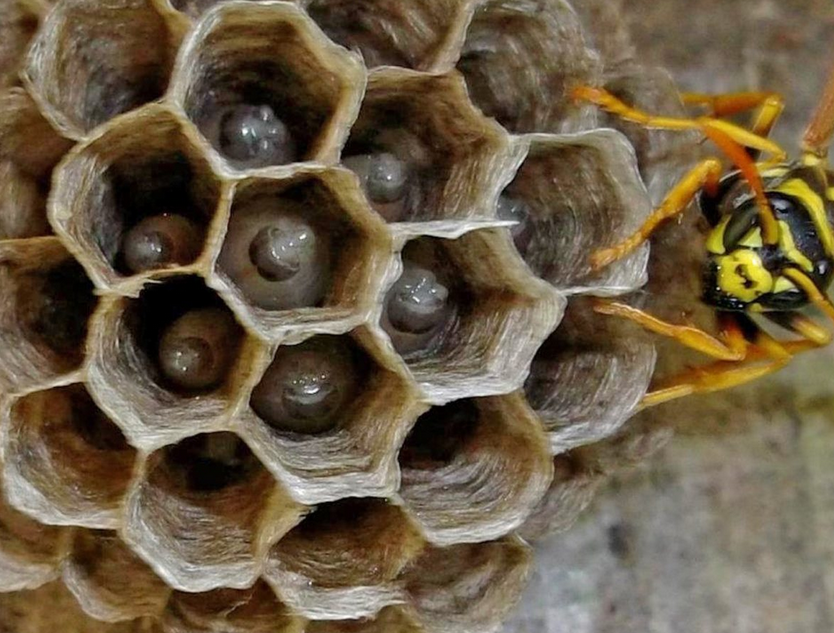 Where Do Wasps Go In Winter?