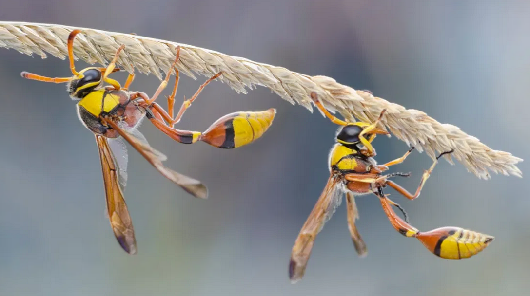 DIY tips to get rid of wasp from your garden - Wasps Control Melbourne