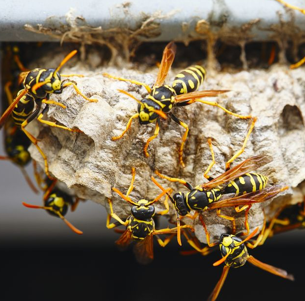 5 Effective Wasp Control Tips For House Owners