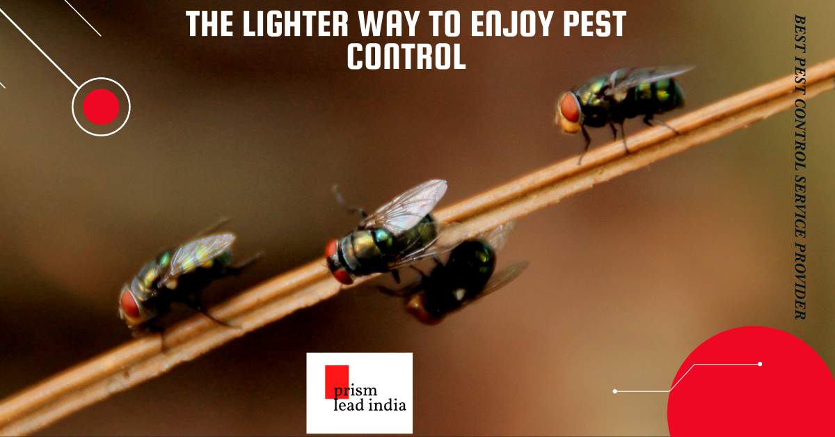 Bed Bug, Rat, Cockroach Pest Control Service in Bangalore # PRISM LEAD INDIA