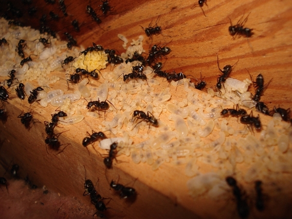Are Ants Dangerous? – Know More! - Ant Pest Control Melbourne