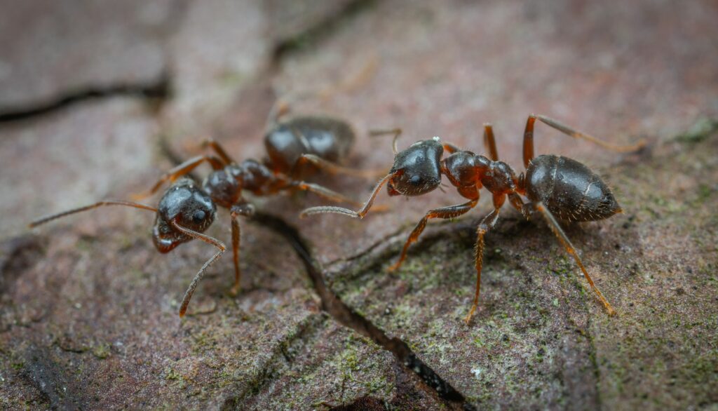 Why Do I see Ants Everywhere At Home? - Ant Pest Control Melbourne