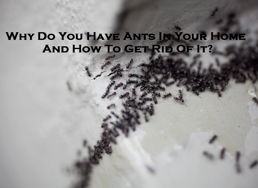 Why Do You Have Ants In Your Home And How To Get Rid Of It? | Ant Pest Control Melbourne